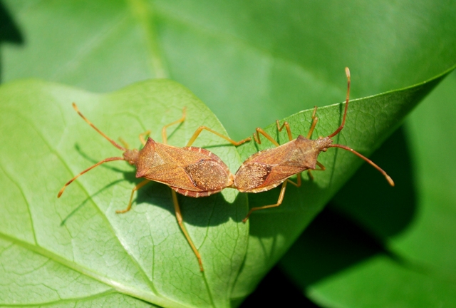 Gonocerus acuteangulatus, particolare curioso